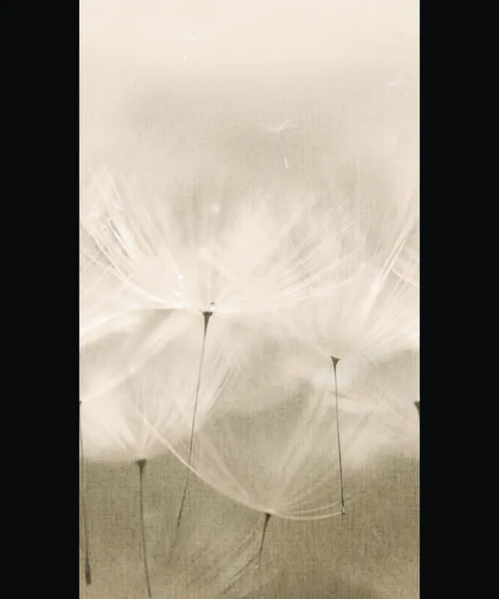 OROM II 203801 ART_AS_0051532