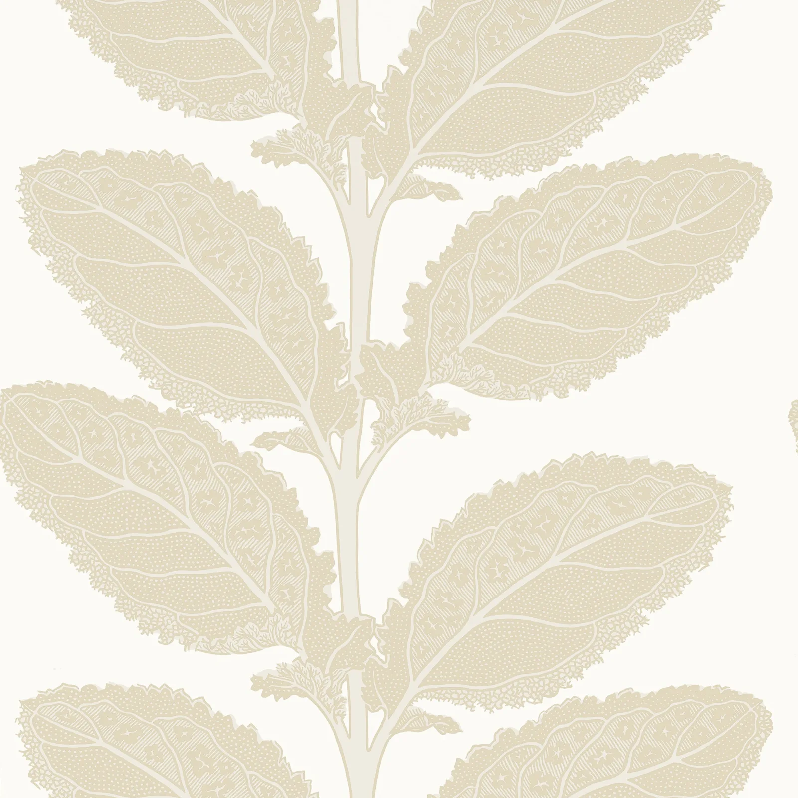 LACINATO - Birch T12041