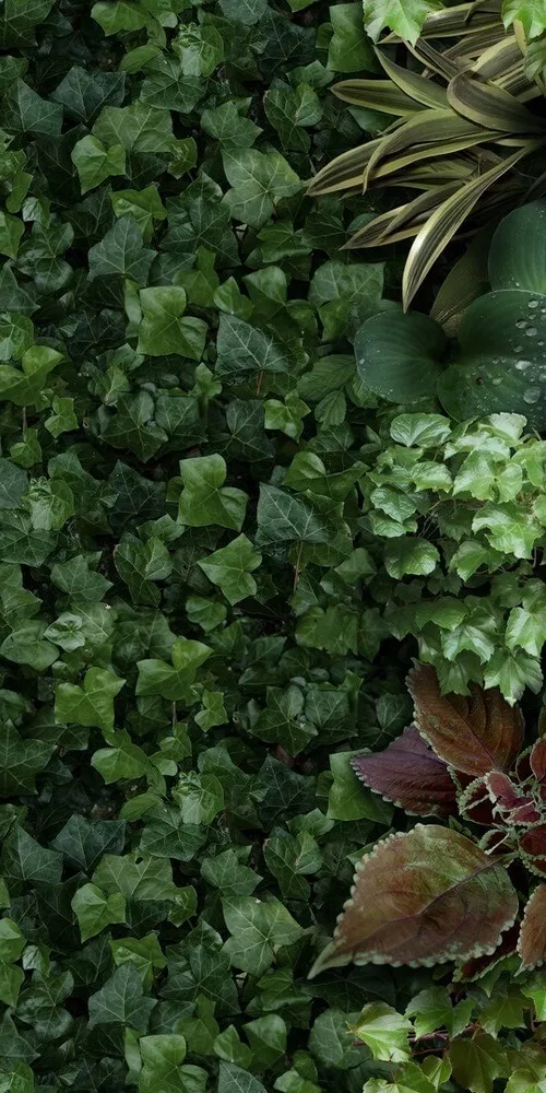 Керамогранит 41zero42 Paper41 Pro Jane A, 50x100, под фотообои, зелёный, матовый